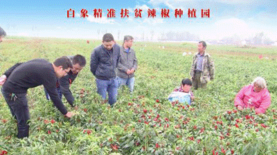 聚焦两会：完美(中国)一站式服务官网严守产品质量，积极创新研发，助力乡村振兴